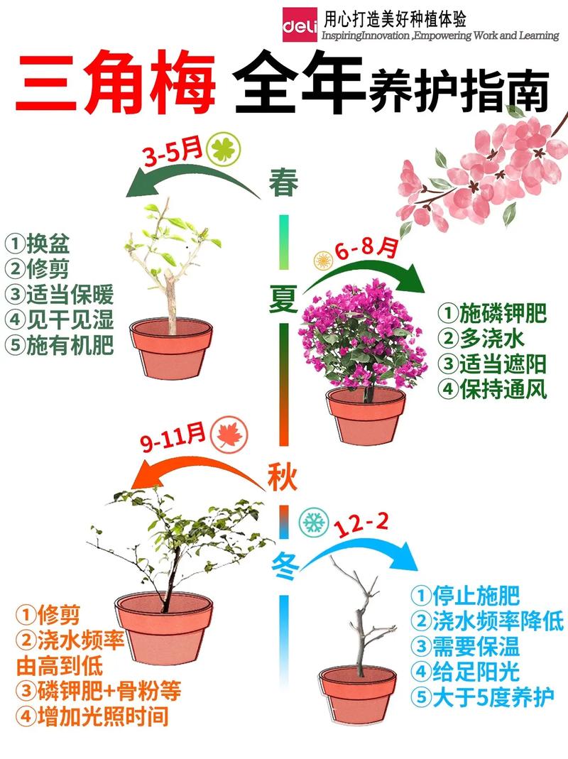 四季果树盆栽怎么养?从浇水到换盆的实用养护指南 三、光照:每天4-6小时以上的柔和日照,更利于开花结果
