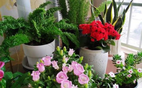 北阳台养什么植物？5种耐阴盆栽推荐与科学养护指南