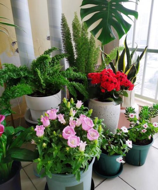北阳台养什么植物？5种耐阴盆栽推荐与科学养护指南