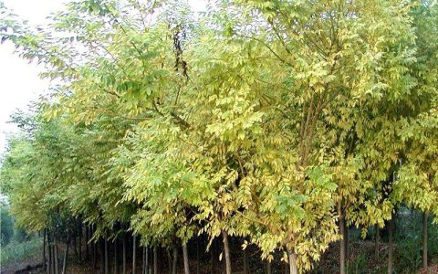 榉树价格多少钱一棵？2025年最新参考区间与影响因素分析