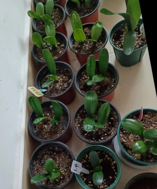 君子兰什么时候移栽最好？掌握这几个时间节点，换盆成活率高达95%