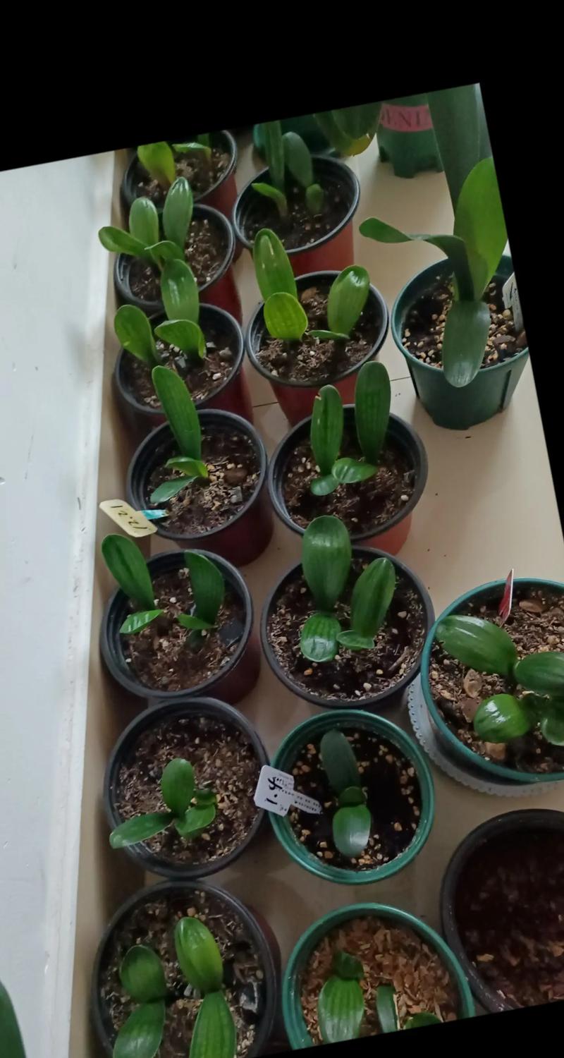 君子兰什么时候移栽最好?掌握这几个时间节点,换盆成活率高达95% 君子兰什么时候移栽最好?掌握这几个时间节点,换盆成活率高达95%