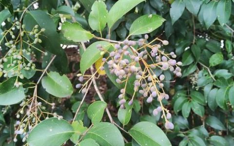 女贞树招财还是破财？园林工程与风水视角下的深度解析
