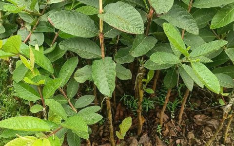 开心果树苗选购与种植全攻略：从识别特征到高产管理