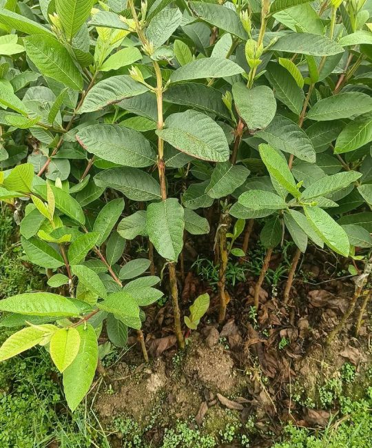 开心果树苗选购与种植全攻略：从识别特征到高产管理