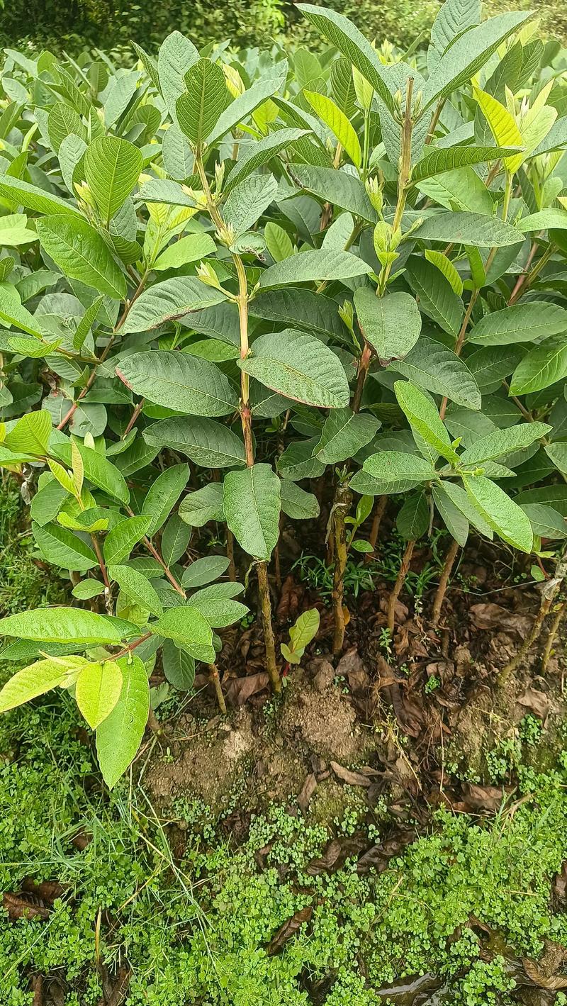 开心果树苗选购与种植全攻略:从识别特征到高产管理 开心果树苗选购与种植全攻略:从识别特征到高产管理