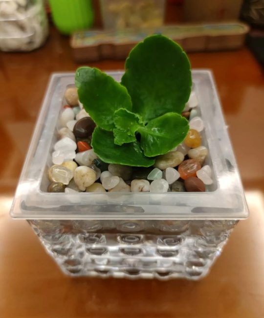 长寿花能水培养殖吗？长寿花水培生根方法与养护全攻略
