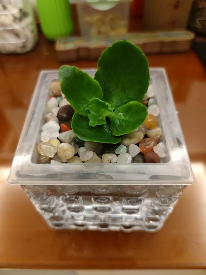 长寿花能水培养殖吗?长寿花水培生根方法与养护全攻略 长寿花能水培养殖吗?长寿花水培生根方法与养护全攻略