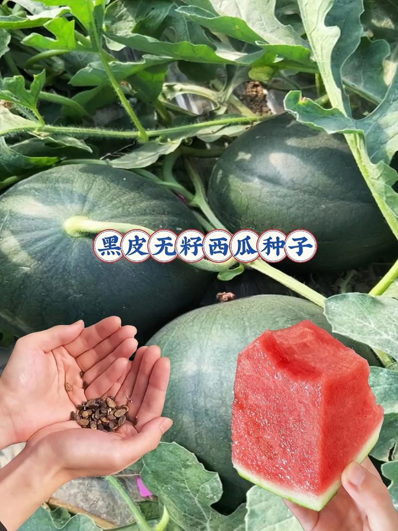 主流西瓜品种推荐