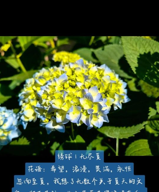 绣球花有什么寓意吗？从传统习俗到园艺养护全解析