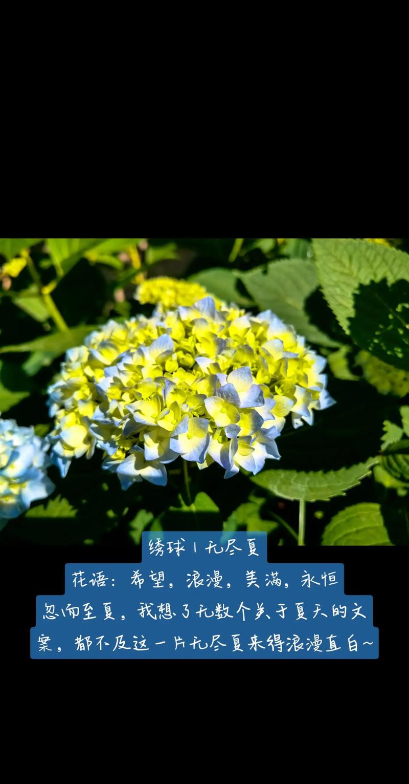 绣球花有什么寓意吗？从传统习俗到园艺养护全解析