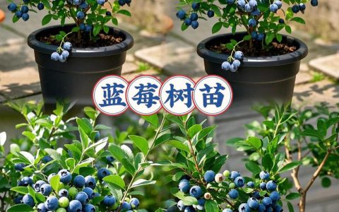什么品种蓝莓最好吃最甜？2026年最甜蓝莓品种对比（奥尼尔/薄雾/阳光蓝）