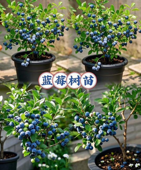 什么品种蓝莓最好吃最甜？2026年最甜蓝莓品种对比（奥尼尔/薄雾/阳光蓝）