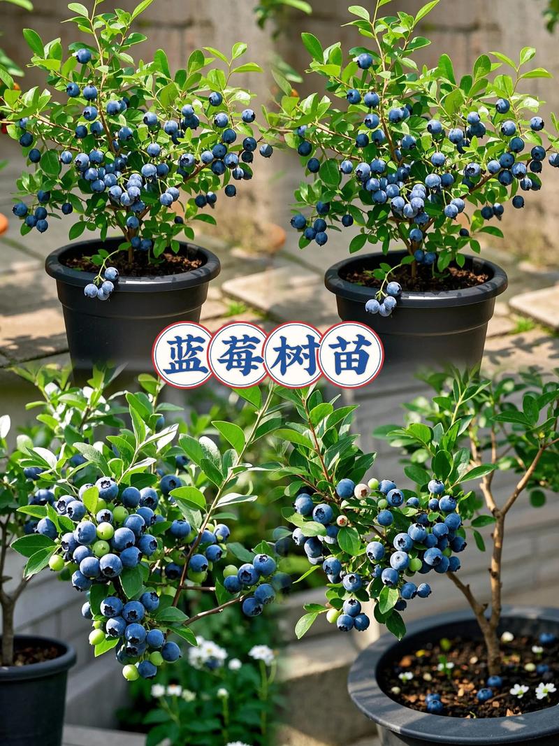 薄雾蓝莓是甜度冠军，糖度可达18%以上