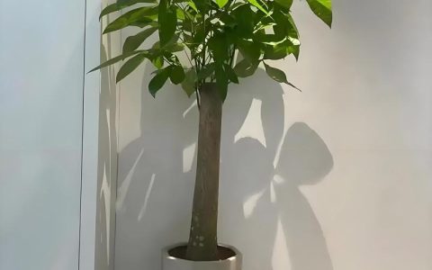 发财树什么样？详解这种吉祥绿植的形态特征与养护要点