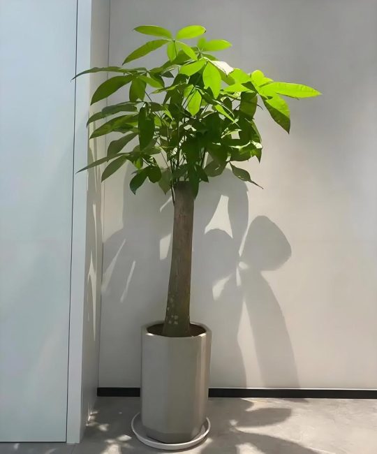 发财树什么样？详解这种吉祥绿植的形态特征与养护要点