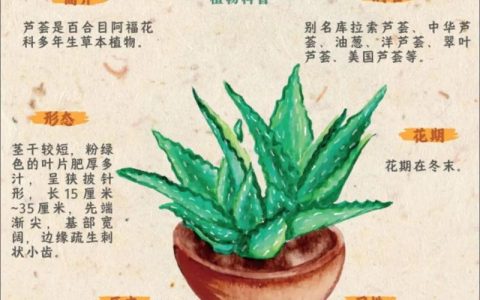 芦荟不是水生植物——快速识别植物分类的3个关键标准