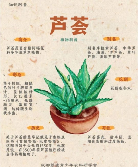 芦荟不是水生植物——快速识别植物分类的3个关键标准