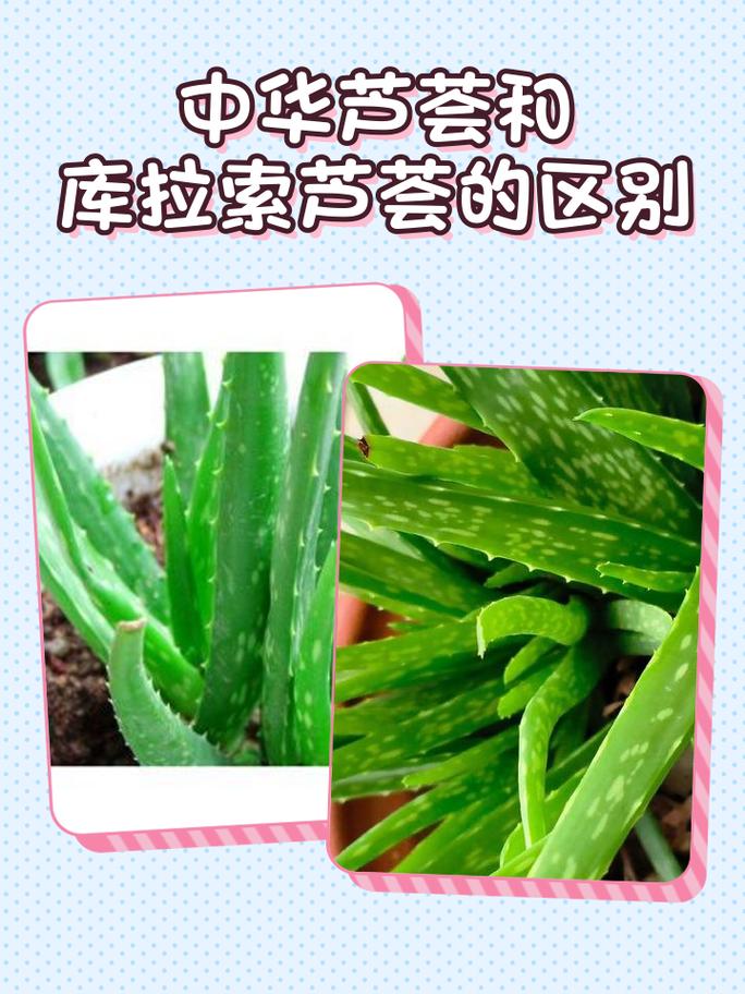芦荟不是水生植物——快速识别植物分类的3个关键标准 一、水生植物三大类型与芦荟的对比清单