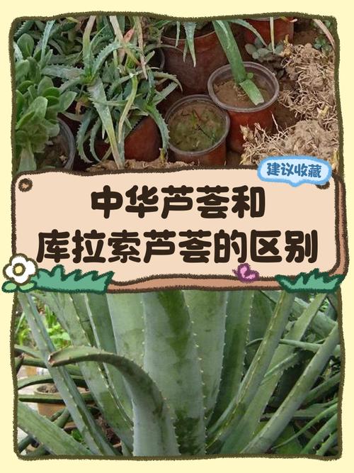 芦荟不是水生植物——快速识别植物分类的3个关键标准 二、判断标准:三个关键指标决定植物是否“水生”