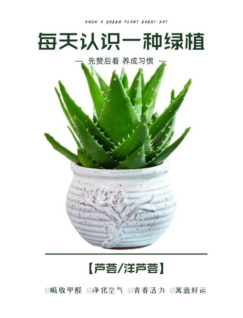芦荟不是水生植物——快速识别植物分类的3个关键标准 总结