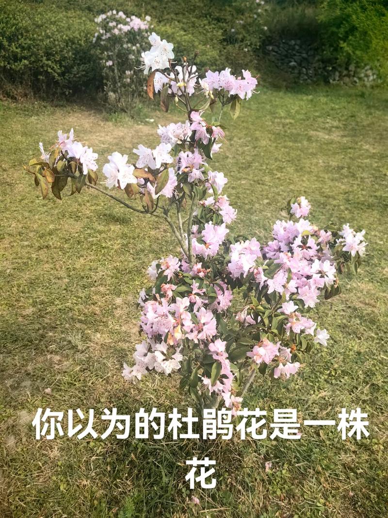 杜鹃花能长成大树吗?真相、品种与栽培管理全解析 常见错误与FAQ