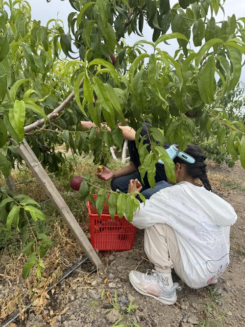 2026油桃品种甜度对决:中油4号、瑞光18号、金辉谁最甜? 一、品种基础信息