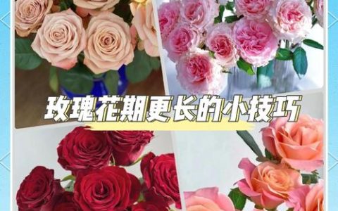 玫瑰花束养护全攻略：从入门到延长花期的6个技巧