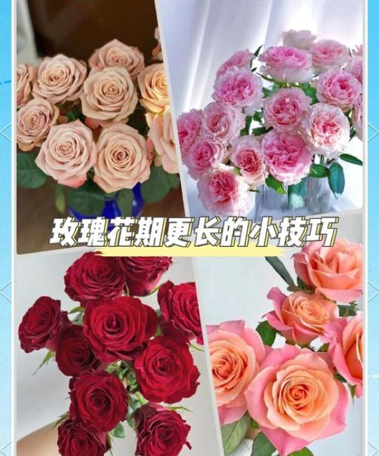 玫瑰花束养护全攻略：从入门到延长花期的6个技巧