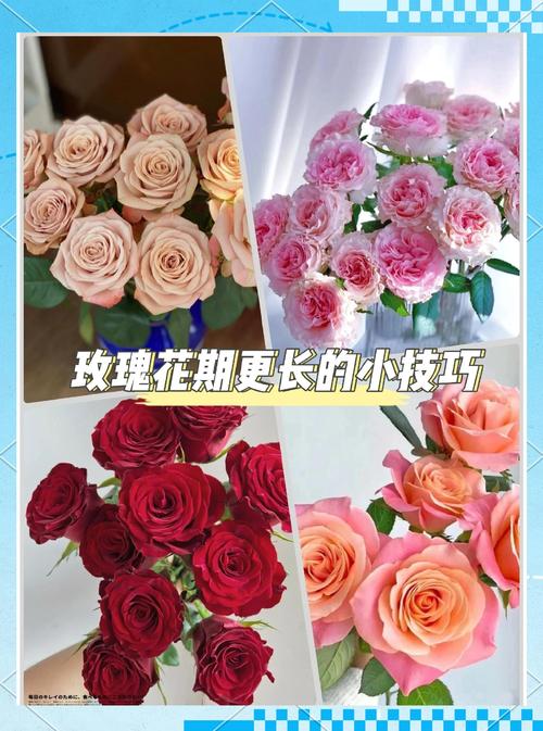 玫瑰花束养护全攻略:从入门到延长花期的6个技巧 换水:水质清洁是延长花期的第一道防线