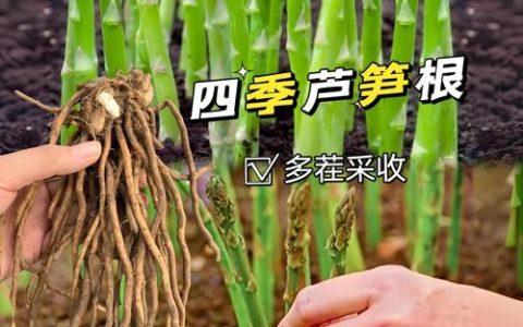 芦笋根移栽的正确方法：从选时到成活的完整操作指南