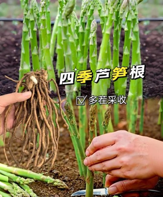 芦笋根移栽的正确方法：从选时到成活的完整操作指南