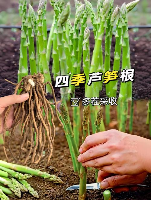 芦笋根移栽的正确方法:从选时到成活的完整操作指南 芦笋根移栽的正确方法:从选时到成活的完整操作指南
