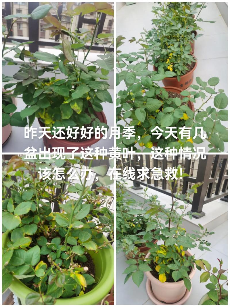 月季花叶子变黄是怎么回事? 修剪促花系统指导