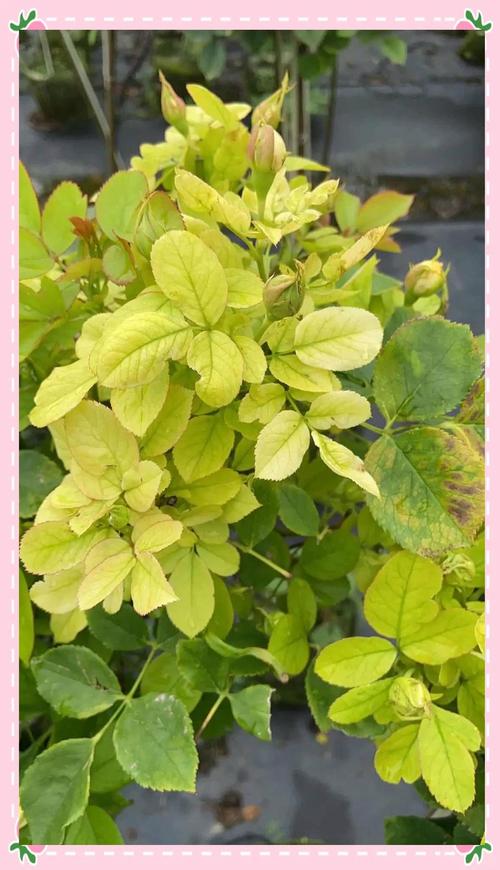 月季花叶子变黄是怎么回事? 越冬与越夏管理:避免黄叶的极端防护
