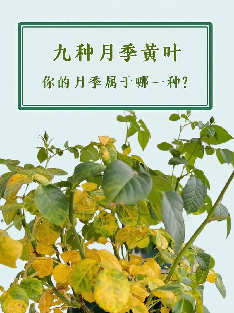 月季花叶子变黄是怎么回事? 常见误区与纠正