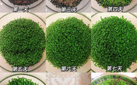 水草泥怎么种水草？新手必学的5步底床铺设与种植技巧