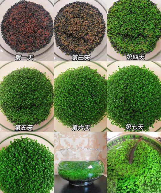 水草泥怎么种水草？新手必学的5步底床铺设与种植技巧