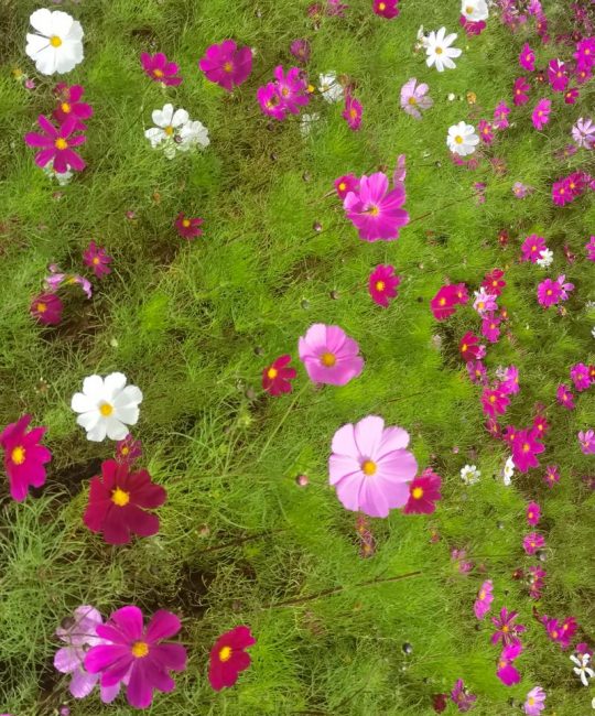 格桑花什么时候开花？花期管理及养护全指南