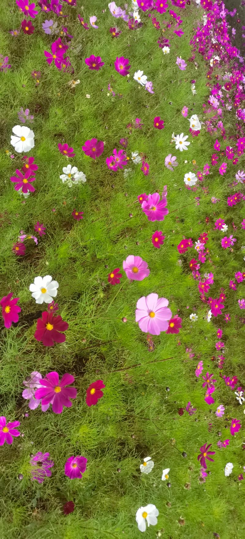 格桑花什么时候开花？花期管理及养护全指南