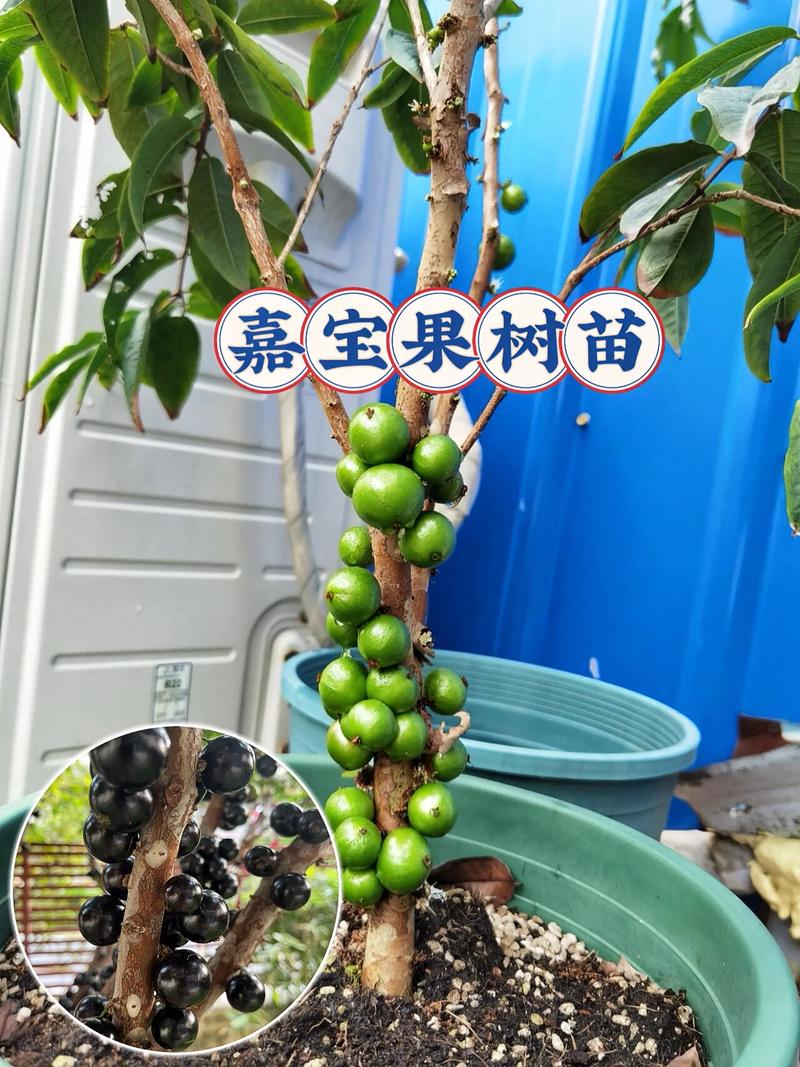 五、浇定根水：栽完马上浇透
