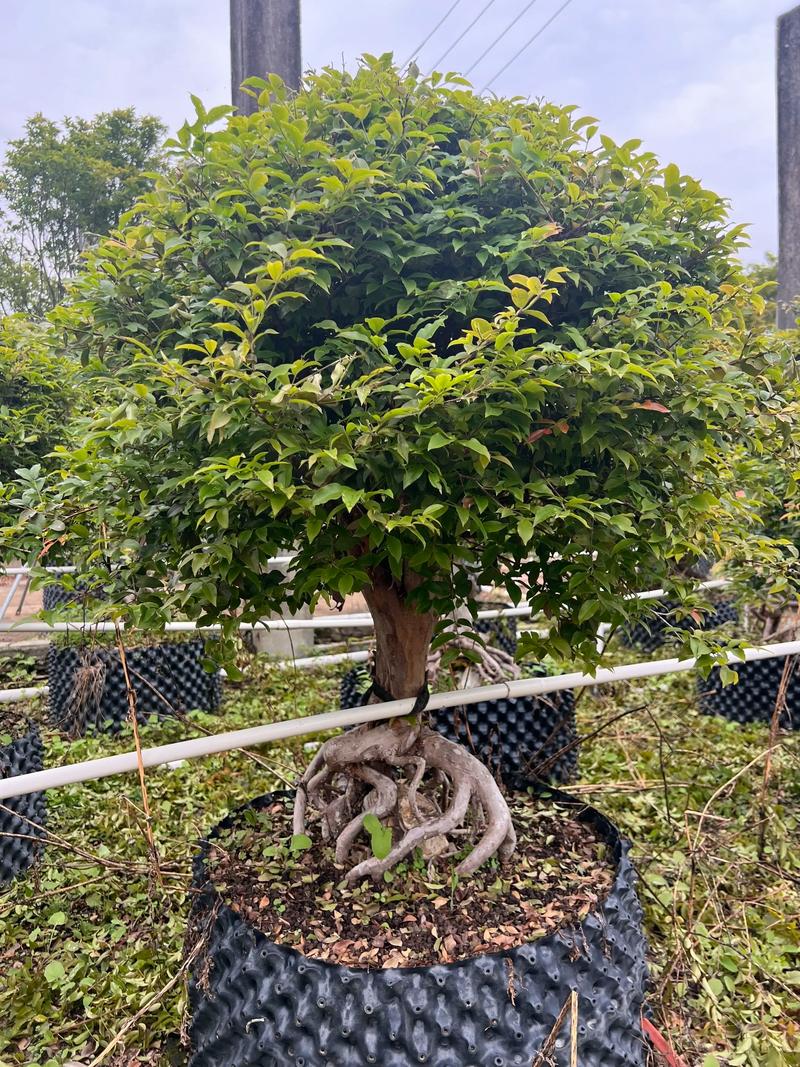 四、栽植深度：根颈与土面平齐