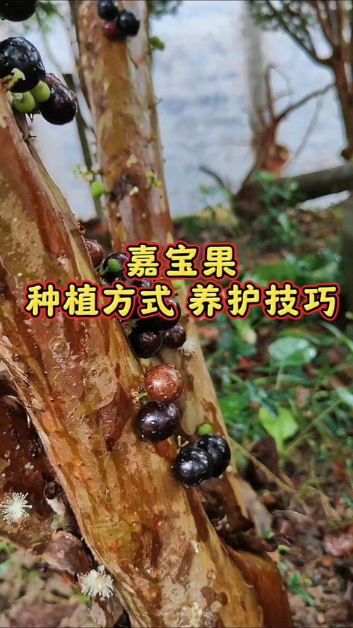 六、缓苗管理：散射光+喷雾