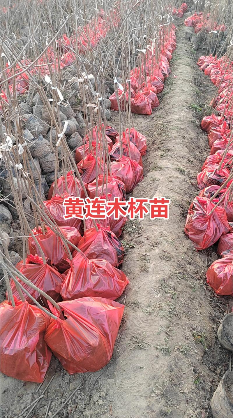 15公分黄连木多少钱一棵?2025年最新价格参考与影响因素分析 关于价格,我们需要您的具体信息