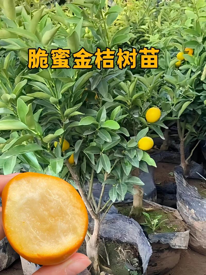 七、售后补苗政策——逐条分析