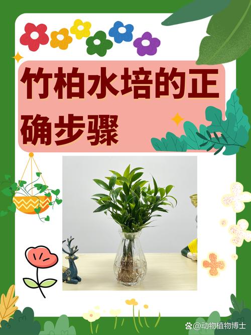 第四步：固定植株与水位控制