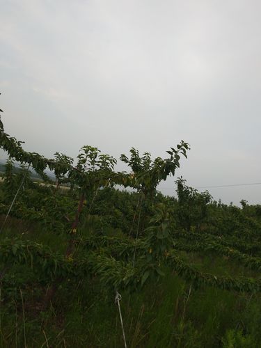 俄罗斯8号樱桃苗多少钱一苗?2026年价格区间与选购指南 规格决定基础价格:地径与苗龄直接影响定价