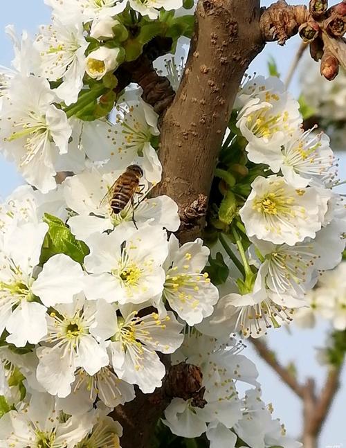 俄罗斯8号樱桃苗多少钱一苗?2026年价格区间与选购指南 季节与购买时机:春季价格最高,秋季备货可谈价