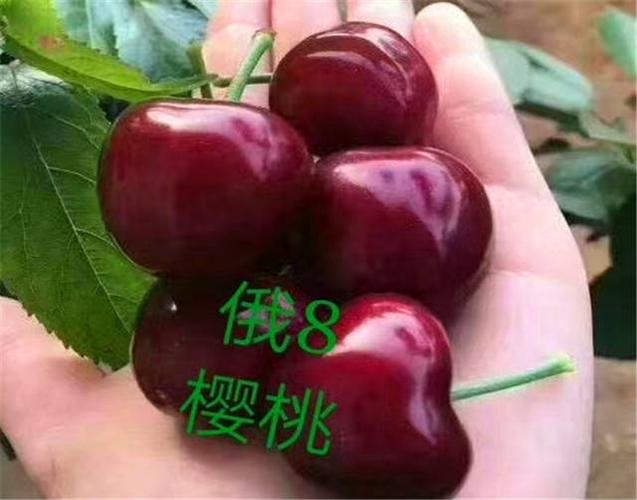 俄罗斯8号樱桃苗多少钱一苗?2026年价格区间与选购指南 新疆种植与采购咨询指南
