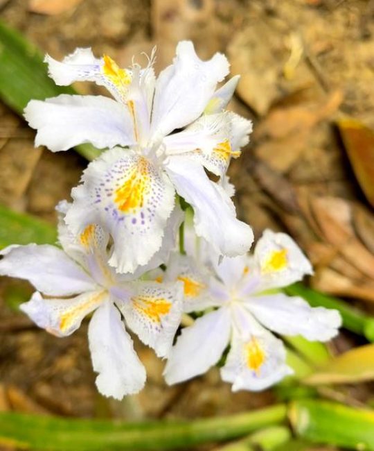 蝴蝶花是什么？——植物百科详解